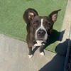 Top Notch Kennels gallery