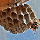 Environmental Pest Solutions - Pest Control Services