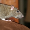 Waltham Pest Control gallery