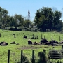 Readington River Buffalo Farm