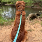 Dog Training Elite Huntsville