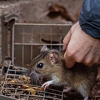 Enviro Care Pest Management Co gallery
