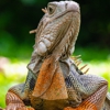 Catchers Wildlife Management gallery