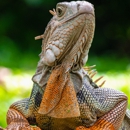 Catchers Wildlife Management - Pest Control Services
