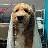 Opie's Doggie Playcare and Salon gallery