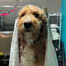 Opie's Doggie Playcare and Salon - Pet Services