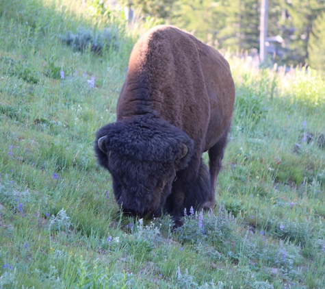 Yellowstone National Park - North Entrance - Gardiner, MT