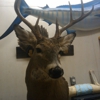 topnotchtaxidermy mobile unit gallery