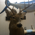 topnotchtaxidermy mobile unit