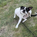 Honey Paws Dog Boarding - Pet Boarding & Kennels