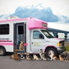 Scruffy to Fluffy Mobile Grooming gallery