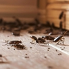 Holifield Pest Management Inc gallery