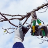 Gold Coast Tree Experts gallery