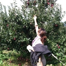 Wickham's Fruit Farm - Orchards