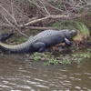 Big Easy Swamp Tours gallery