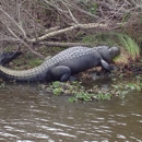 Big Easy Swamp Tours
