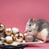 Dean's Pest Control gallery