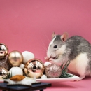 Dean's Pest Control - Pest Control Equipment & Supplies