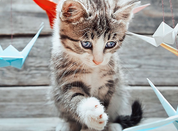 Canley Heights Veterinary Clinic - Canley Heights, NSW