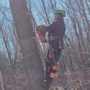 Notch Tree Removal