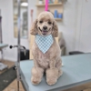 Well Groomed Pets-Layton gallery