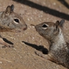 BAM Pest Control Services Inc. gallery