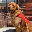 Sniff and Go: BetteR+ Dog Walks - Pet Sitting & Exercising Services