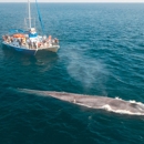 Dolphin Safari - Boat Rental & Charter
