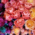 Seasons by Rosalba