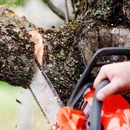 Bales Tree Service - Stump Removal & Grinding