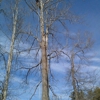 Grove Park Tree Care gallery