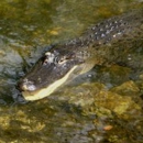 Everglades Holiday Park - Boat Rental & Charter