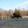 Grand Passion Equestrian Center gallery