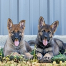 Allegiant K9