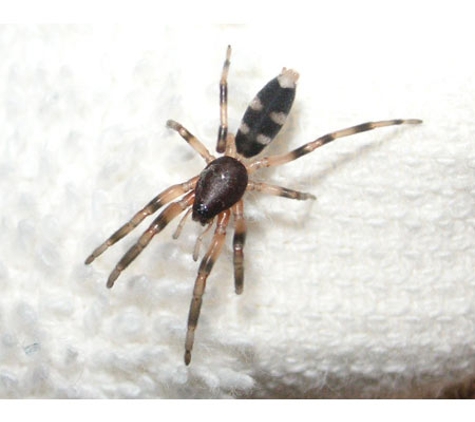 Armageddon Pest Control - Kambah, ACT
