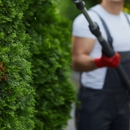 Jersey City Tree Services - Tree Service