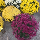 Carolyn's Pumpkin Patch - Farms