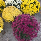 Carolyn's Pumpkin Patch