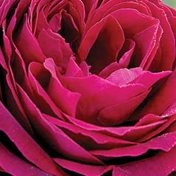 Gallery Image Number 7