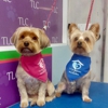 TLC Pet Care Services gallery