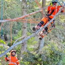 Novato Tree Service Company - Tree Service