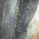 Brown Exterminating - Termite Control