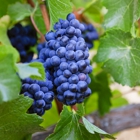 Cutruzzola Vineyards