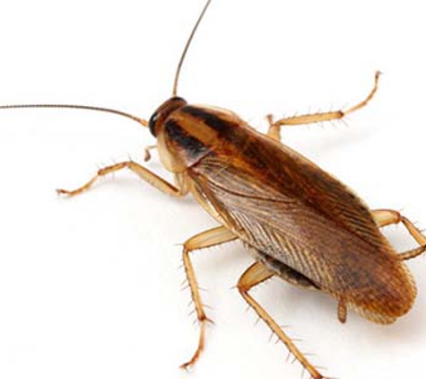 Impact Pest Control - Kirrawee, NSW