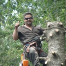 Bravo's Tree Service - Tree Service