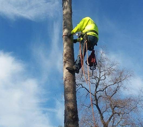 william tree service - Houston, TX