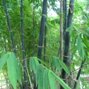 Palm Beach Bamboo - Nurseries-Plants & Trees
