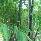 Palm Beach Bamboo