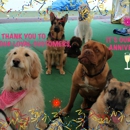 Rosie's Doggie Day Care & More - Dog Day Care