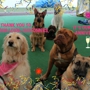 Rosie's Doggie Day Care & More